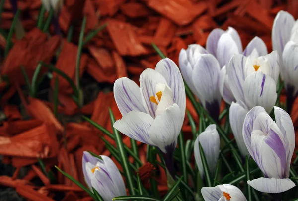 stock image Blüten