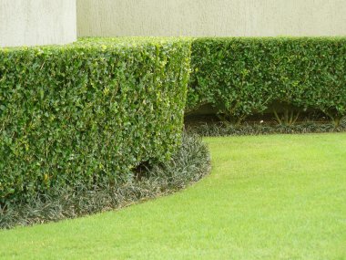 Green Hedge clipart