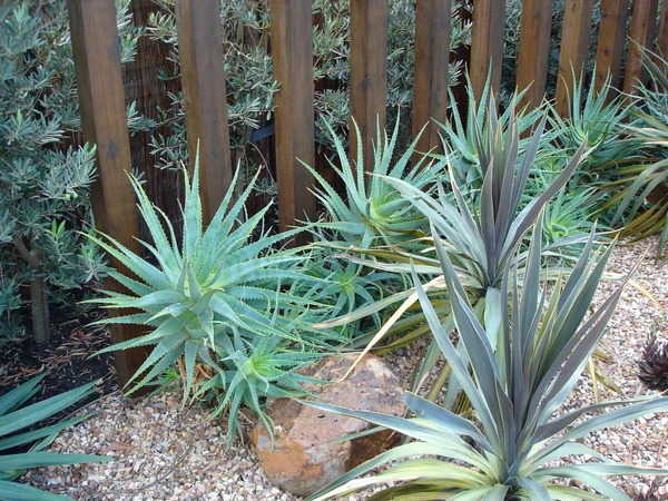 stock image Landscaped Back Yard