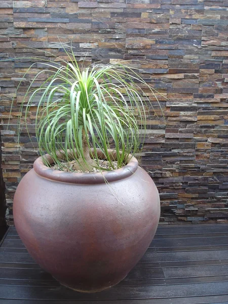 Mur en pierre taillée avec plante caractéristique — Photo