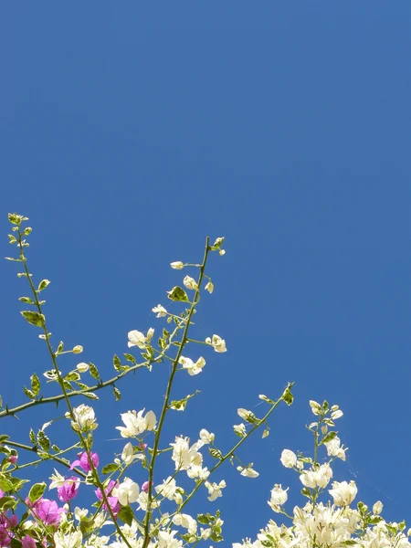 Lente bloemen — Stockfoto