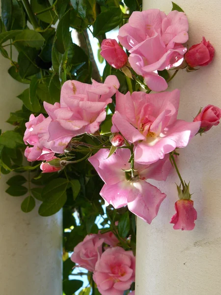 Roze rozen en rosebuds — Stockfoto