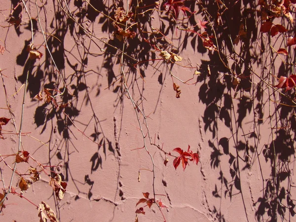 stock image Boston Ivy in Autumn