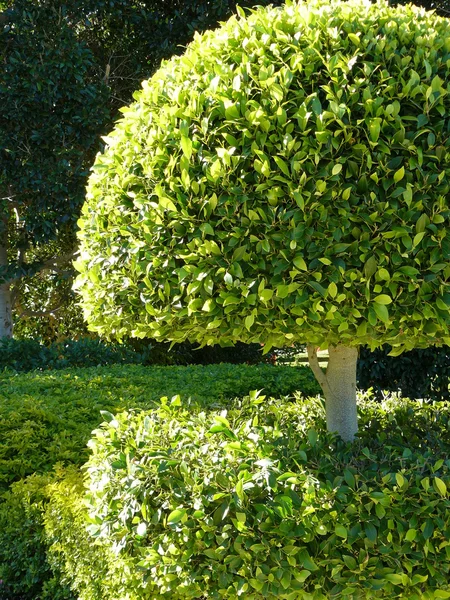 Garden Polku muodollinen pensasaidat — kuvapankkivalokuva