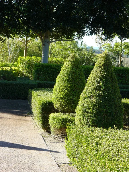 Trädgårdsgången med formella häckar — Stockfoto