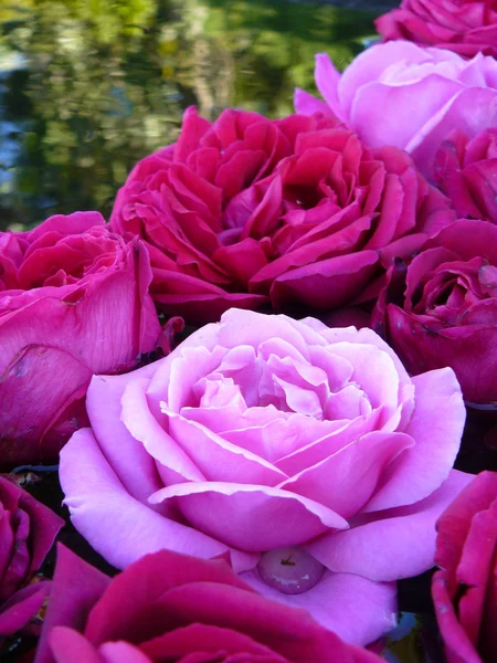 Floating Pink Roses — Stock Photo, Image