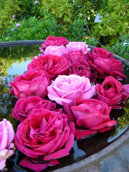 Πλωτή ροζ τριαντάφυλλα — Φωτογραφία Αρχείου