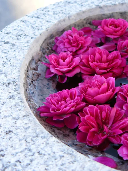 浮动粉红玫瑰 — 图库照片