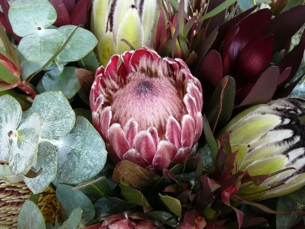 Protea and Gum Bouquet Royalty Free Stock Photos