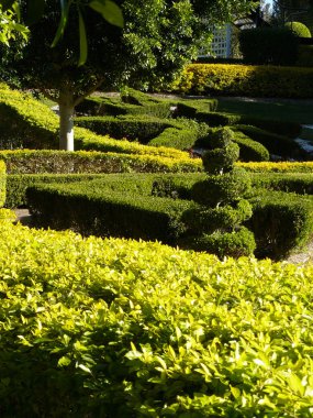 Topiary shapes