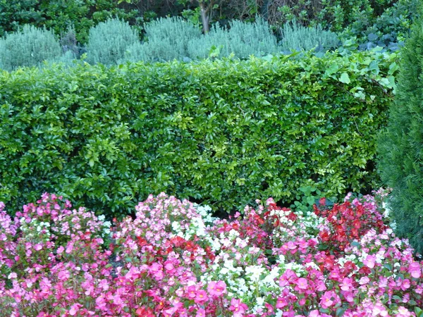Giardino fiorito — Foto Stock