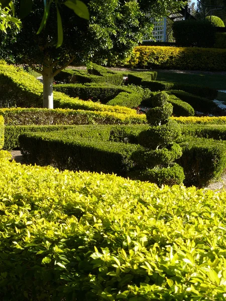 Topiary shapes — Stok fotoğraf