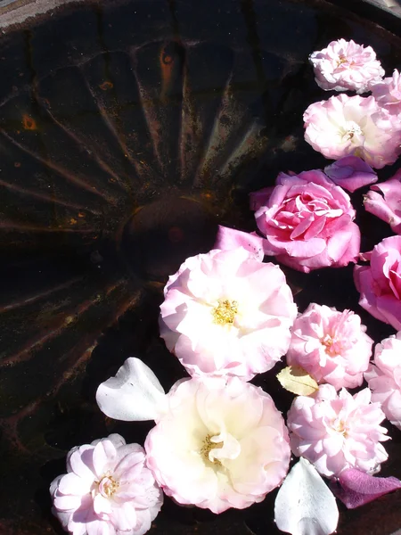 Zwevende rozen — Stockfoto
