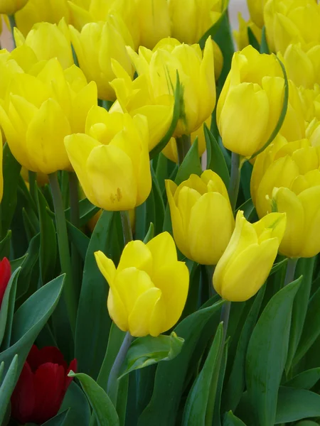 Gelbe Tulpen — Stockfoto