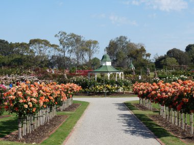 Pathway with formal hedges and arbor in rose garden clipart