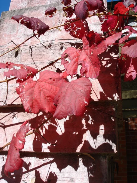 ボストンキヅタの秋 — ストック写真