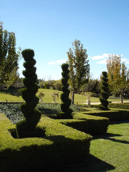 Topiary shapes — Stock Photo, Image