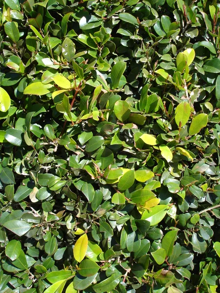 Ficus leaves — Stock Photo, Image