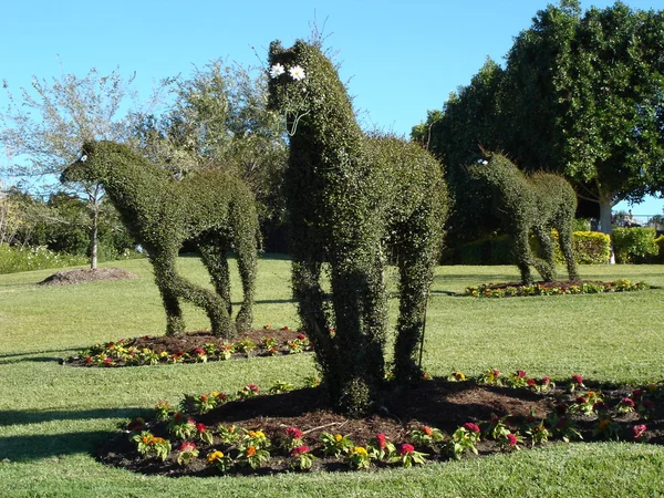 Topiary koně — Stock fotografie