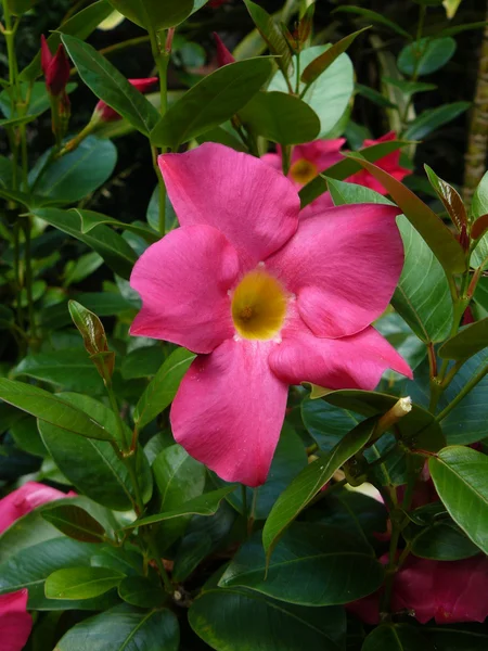 stock image Hot pink hibiscus