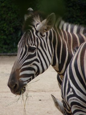 siyah ve beyaz çizgili zebra