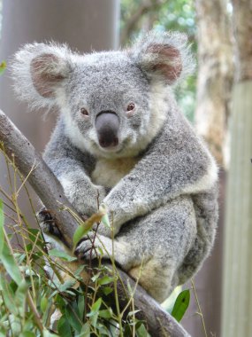 Australian Koala Bear clipart