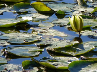 Lily pond