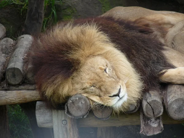 Лев спит — стоковое фото