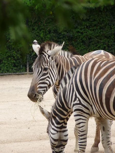Чёрно-белые полосатые зебры — стоковое фото