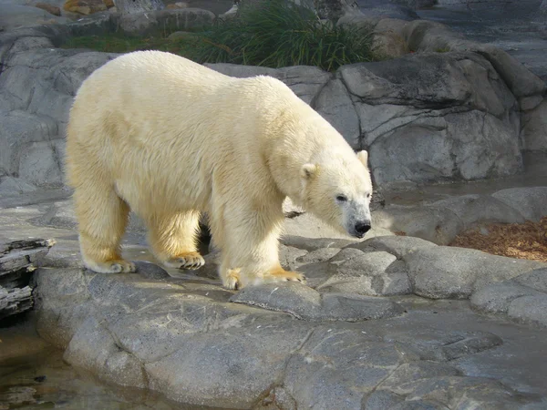 stock image Polar bear