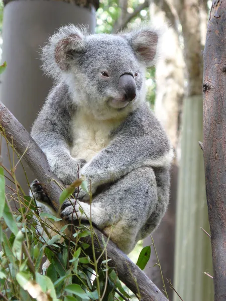 Австралийский коала — стоковое фото