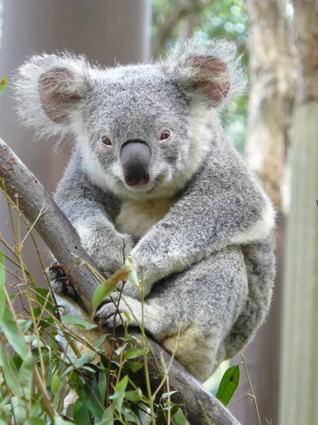 Miś koala australijski — Zdjęcie stockowe
