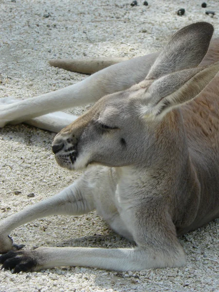 Gömmer sig i gräset澳大利亚袋鼠 — 图库照片