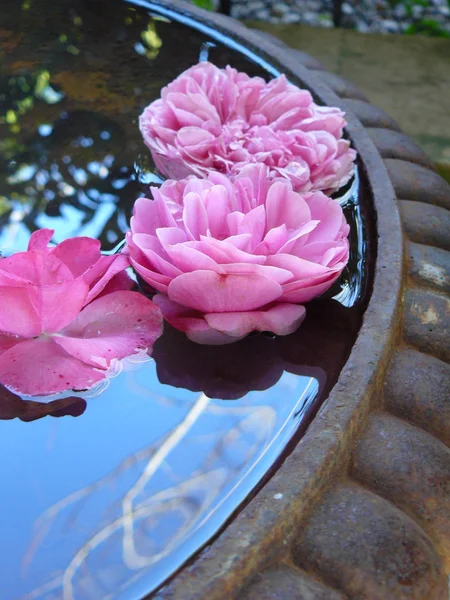 Floating Roses — Stock Photo, Image