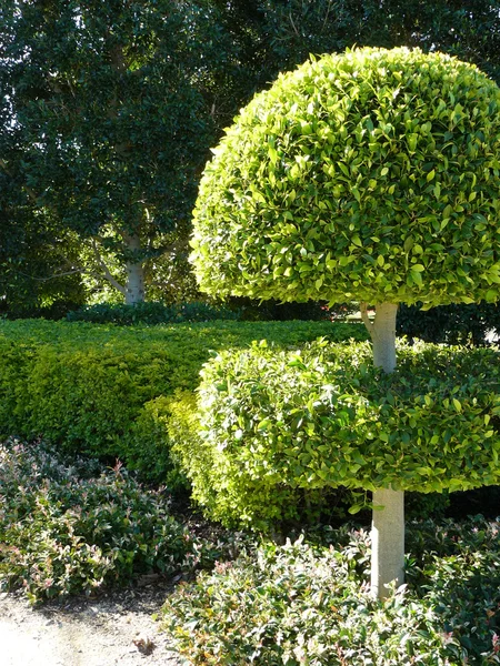 Topiary і Хеджес — стокове фото