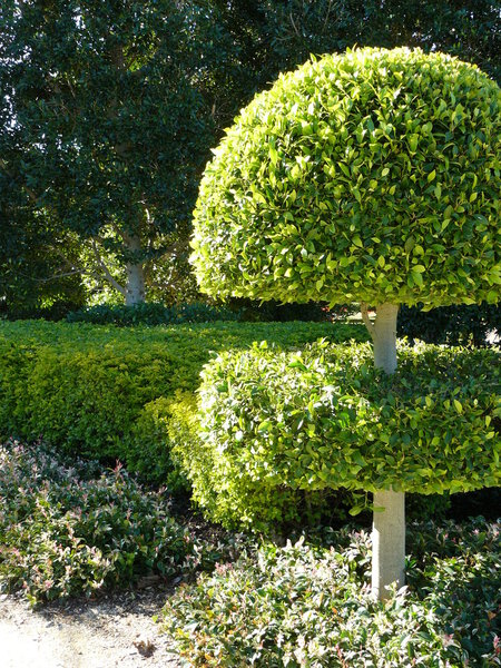 Topiary and Hedges