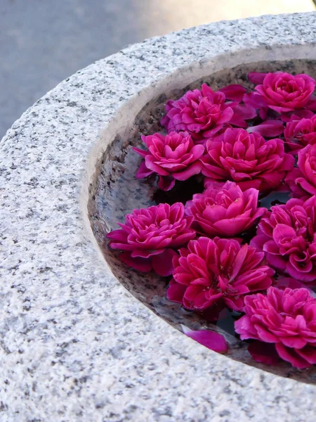 핑크 장미 — 스톡 사진