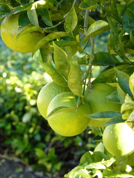 stock image Lime Tree