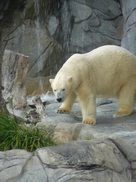 Polar bear Royalty Free Stock Images
