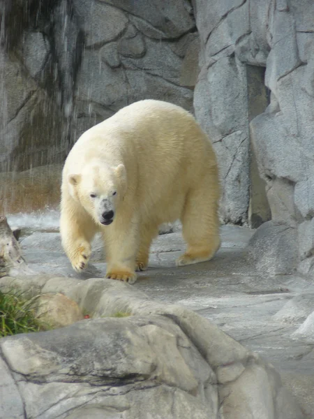 Polar bear Royalty Free Stock Images