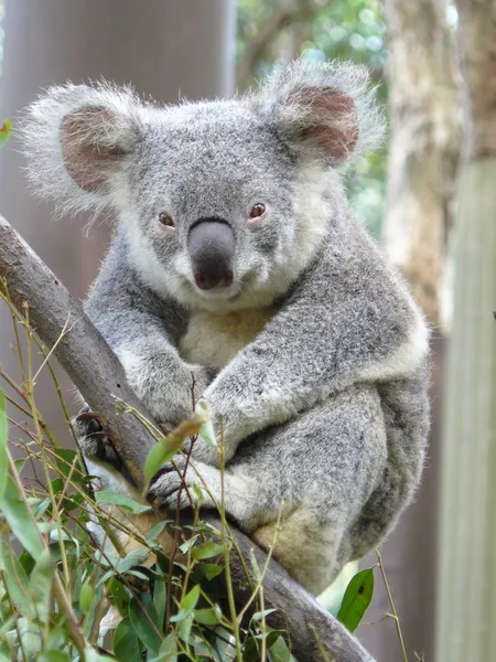 Australian Koala Bear Royalty Free Stock Images