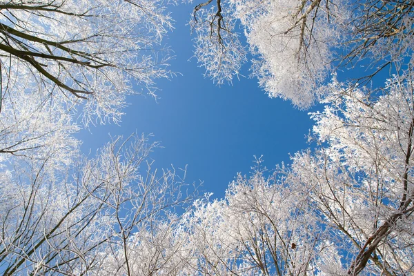 Inverno madeira céu emoldurado — Fotografia de Stock