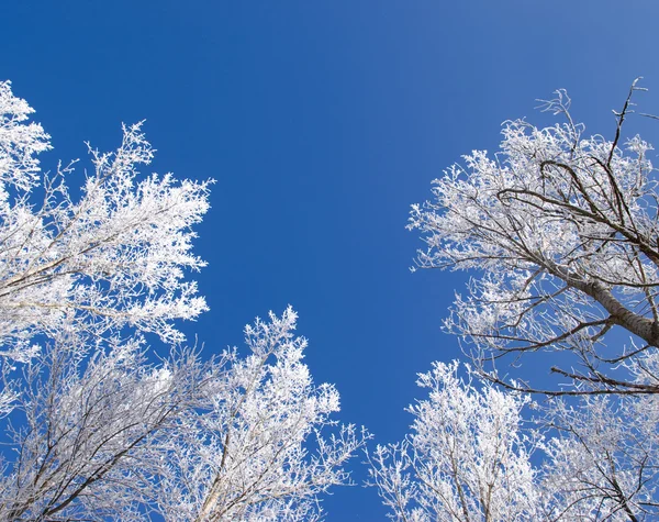 stock image Winter wood framed sky