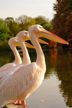 Rosy Pelicans at the Luise Park in Mannheim, Germany clipart