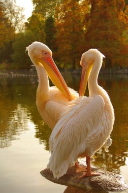 A couple of Rosy Pelicans at the Luise Park in Mannheim, Germany clipart