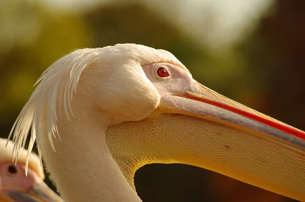 Pembe pelican luise Park Mannheim, Almanya — Stok fotoğraf