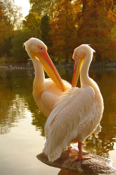 Bir çift pembe Pelikan luise Park Mannheim, Almanya — Stok fotoğraf