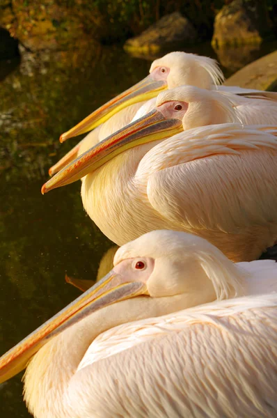 Rosiga pelikaner på luise park i mannheim, Tyskland — Stockfoto