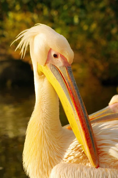 Różowe pelikan w parku luise w mannheim, Niemcy — Zdjęcie stockowe