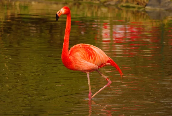 Rosa flamingo på zoo i heidelberg, Tyskland — Stockfoto